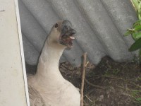 /album/aquaticos1/gansa-no-ninho-jpg/